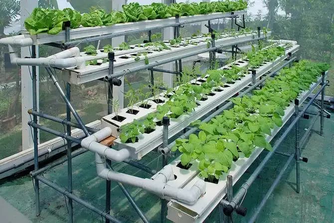 Hydroponic System 1