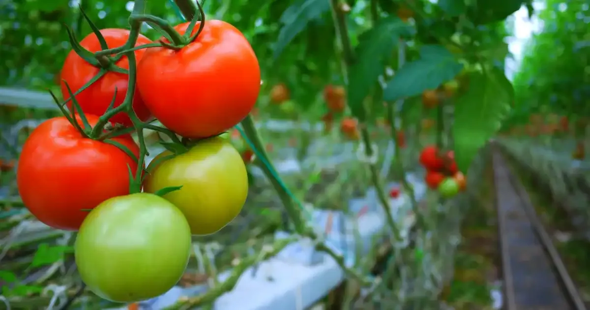 Imagine Biting Into A Juicy Vine Ripened Tomato Bursting With Flavor And Bursting With