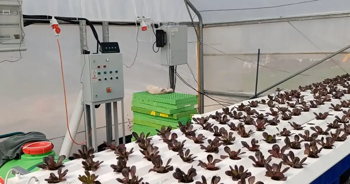 Ine Tuning The Art Of Hydroponic Lettuce Cultivation Precise Nutrient Management For F