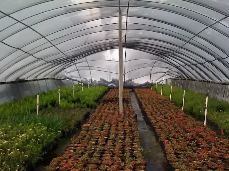 Intense Snowfall Has The Potential To Accumulate Substantial Weight On The Hydroponic