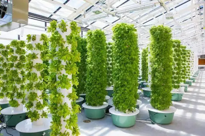 Kale Hydroponic