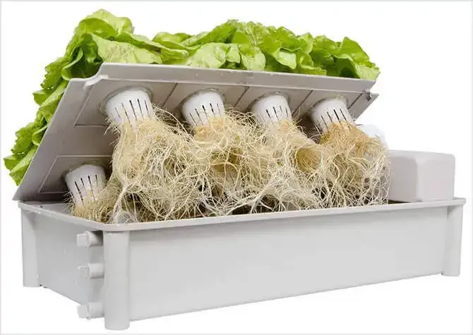 Lettuce Growing In Passive Hydroponics