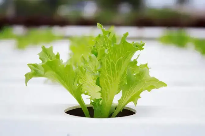Lettuce Growing With Passive Hydroponic System