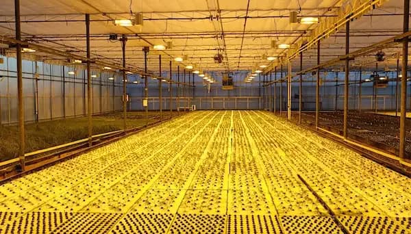Lush Greenhouse Environment Managed By Intelligent Greenhouse Ai Controllers