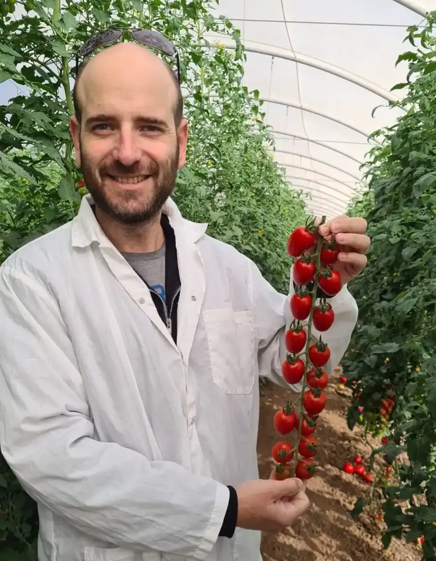 Noam Dekel Growdirector Head Agronomist Inside The Commercial Tomato Greenhouse