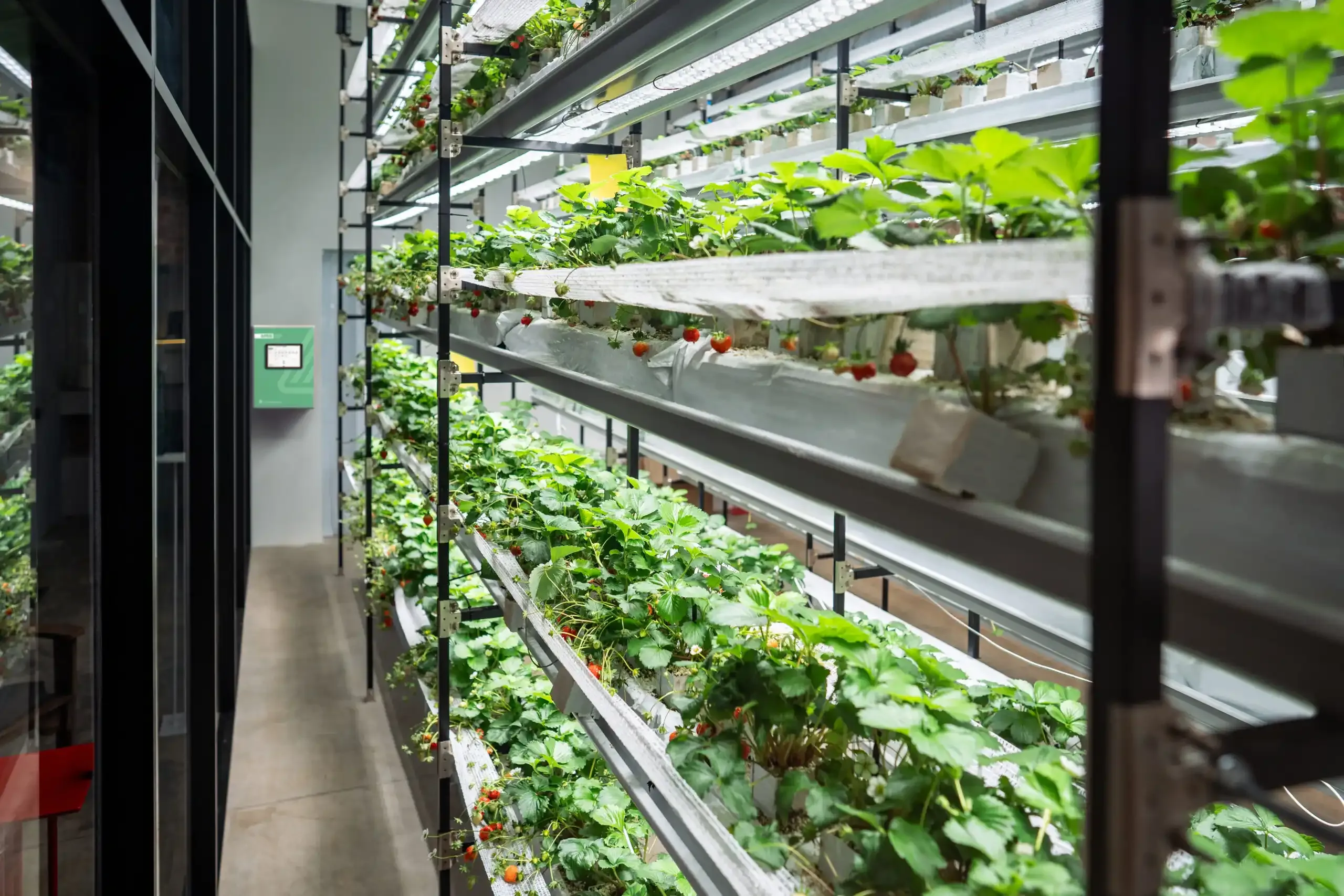 Par Sensor Vs Lux Sensor The Professional Growers Gu Shutterstock 2536569759 1 2 Scaled