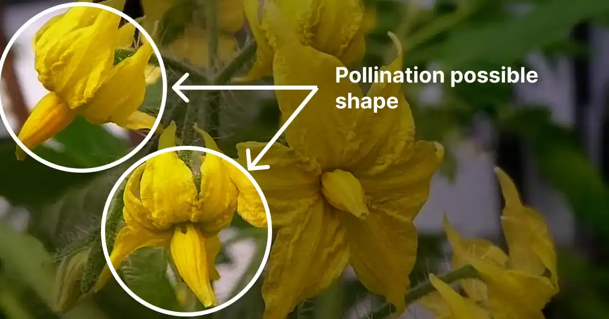 Pollination Is The Magical Process Where Pollen From The Male Parts Of A Flower Reache