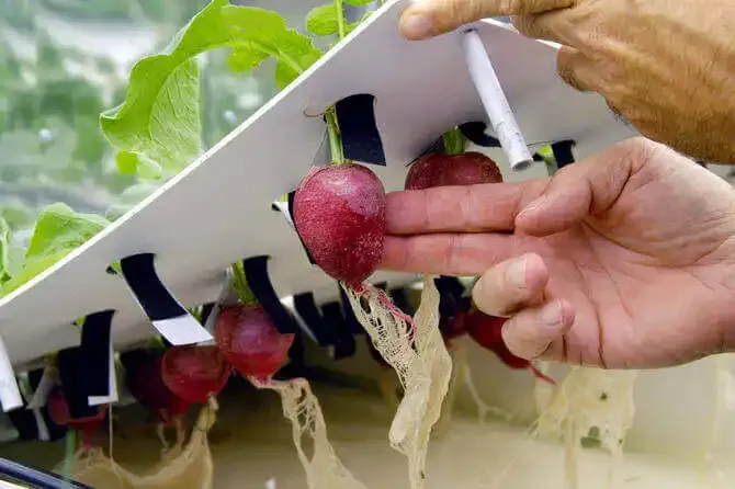 Radishes