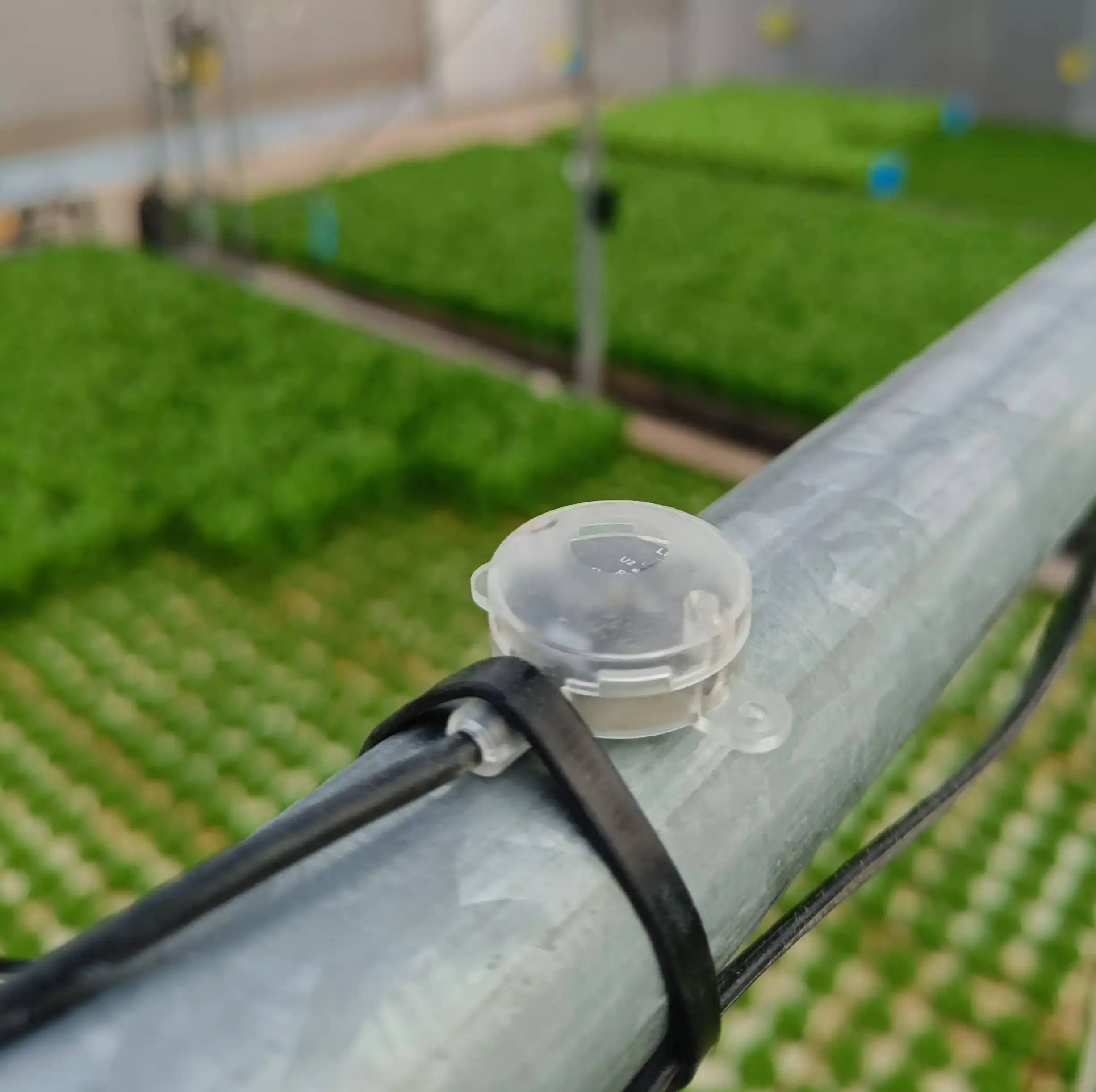Rows Of Vibrant Uniform Commercial Crops Growing Under Supplemental Lighting Controlle