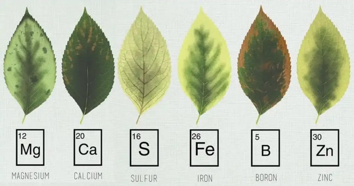 Use Hydroponic Nutrients Guide To Avoid Plant Deficiency