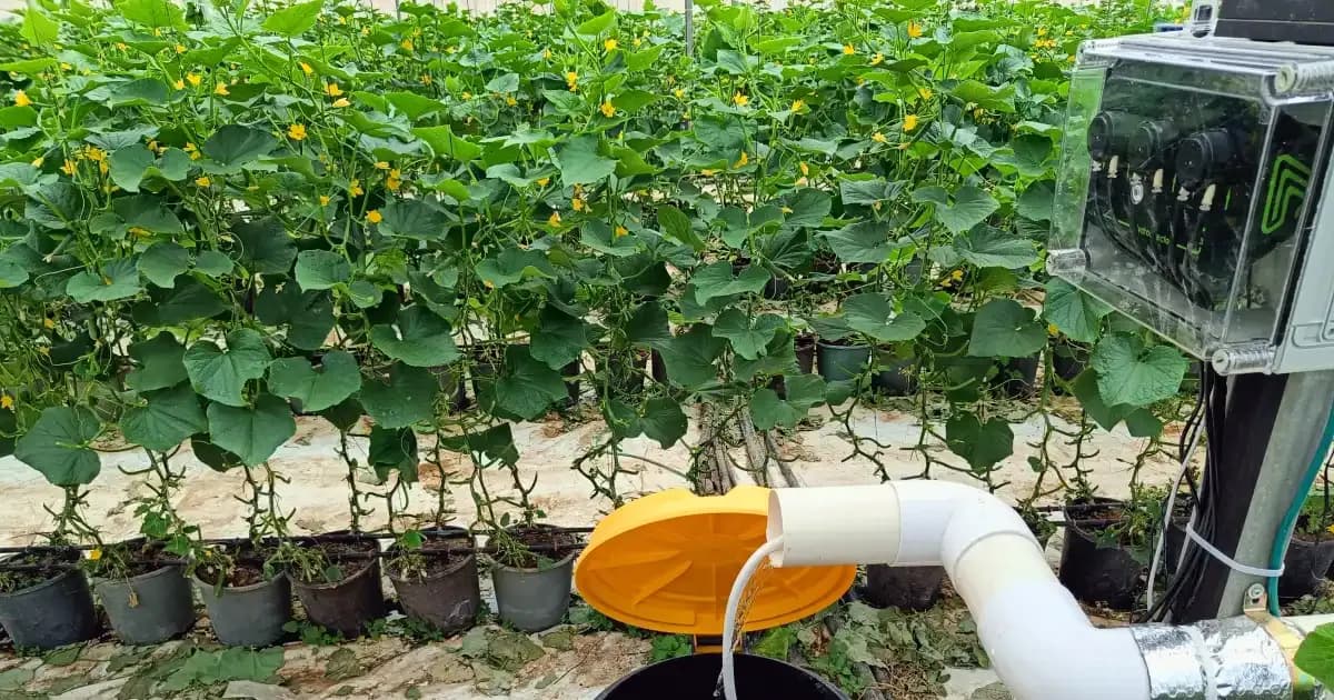 What Kind Of Nutrients Do I Need For Hydroponic Cucumbers
