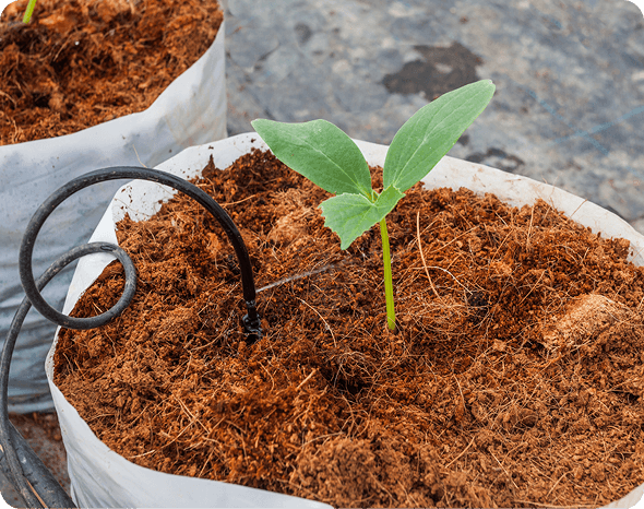 growing-methods