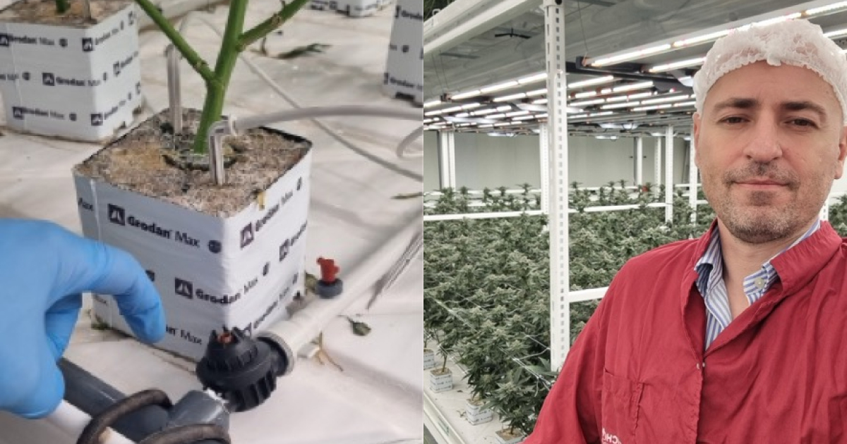 A head agronomist using a tablet to monitor real-time Leaf VPD data within the cannabis canopy, demonstrating advanced crop steering techniques. 