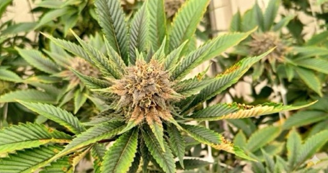 Cannabis flower infected with Botrytis (bud rot), a common fungal pathogen that proliferates when VPD control is poor and humidity is too high during the flowering stage. 