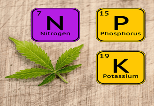 Cannabis requires 3 essential nutrients