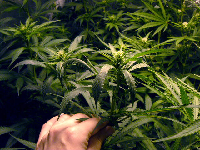 cannabis indoor grow