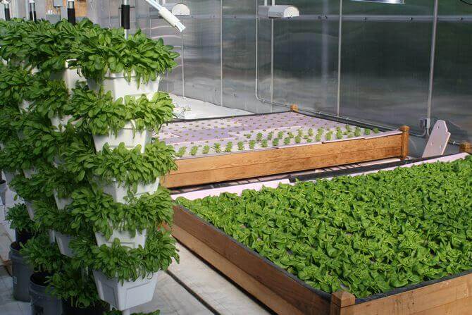 hydroponic plant cultivation system