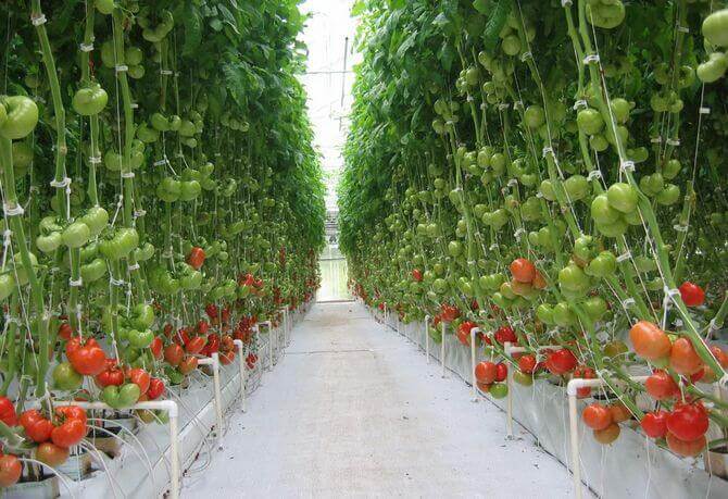 Specialty tomatoes on the vine, an example of high-yield greenhouse crops that are Profitable Greenhouse Crops for Commercial Growers.