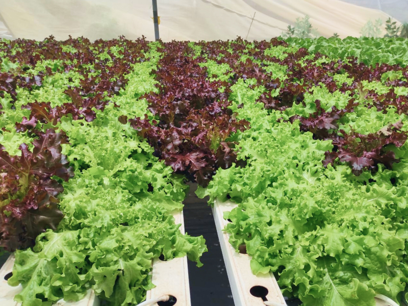 A picture of how DO and ORP sensors can be used to monitor the growth of lettuce plants in a greenhouse.