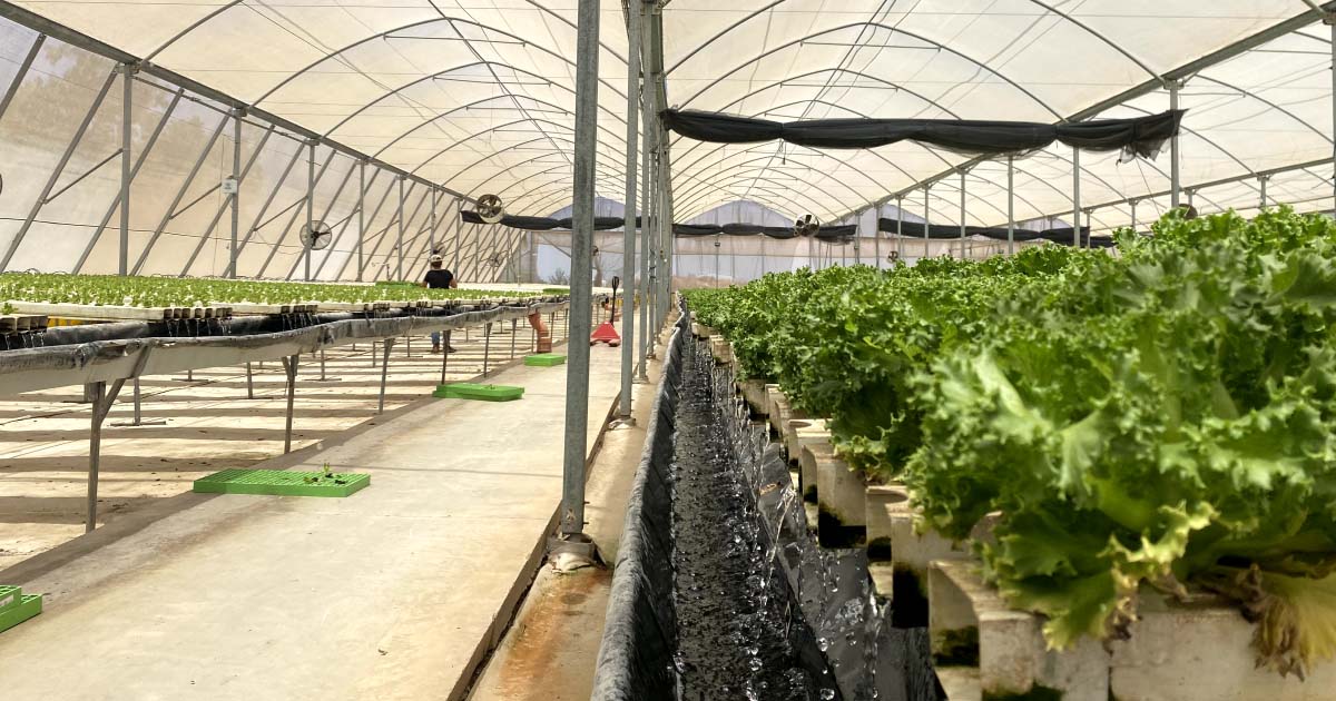 Greenhouse with growing lettuce crop
