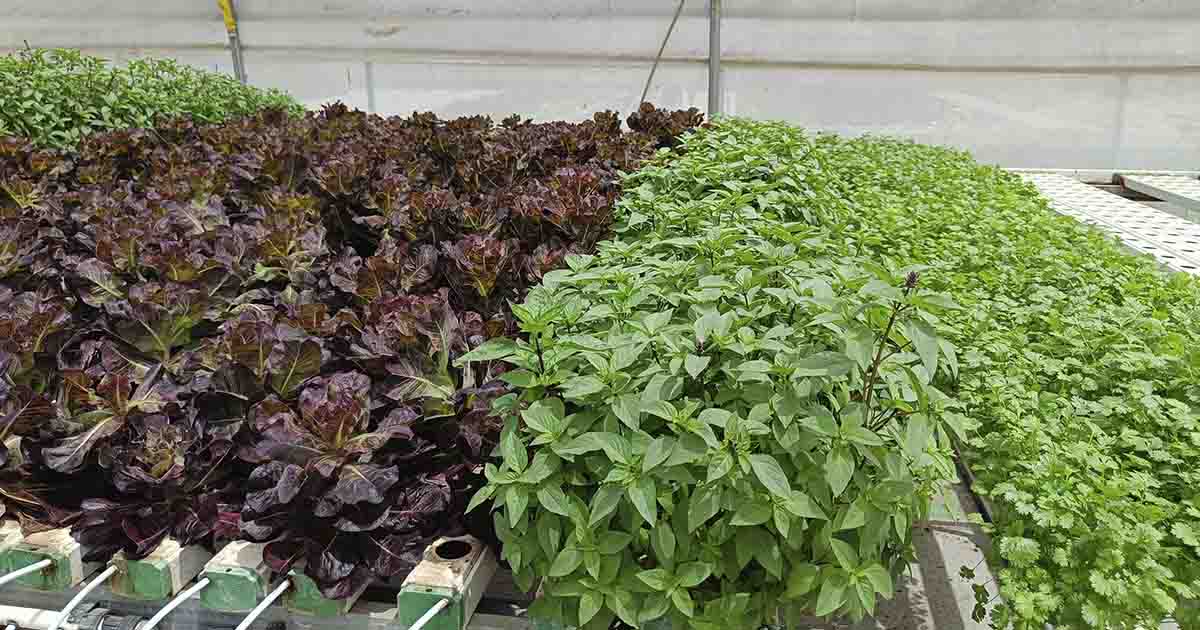 different types of herbs crops growing with NFT system