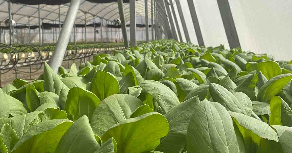 leafy green crop growing inside the automated greenhouse