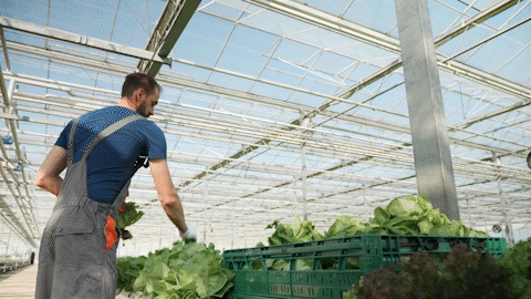 greenhouse farming is a perfect solution for professional growers