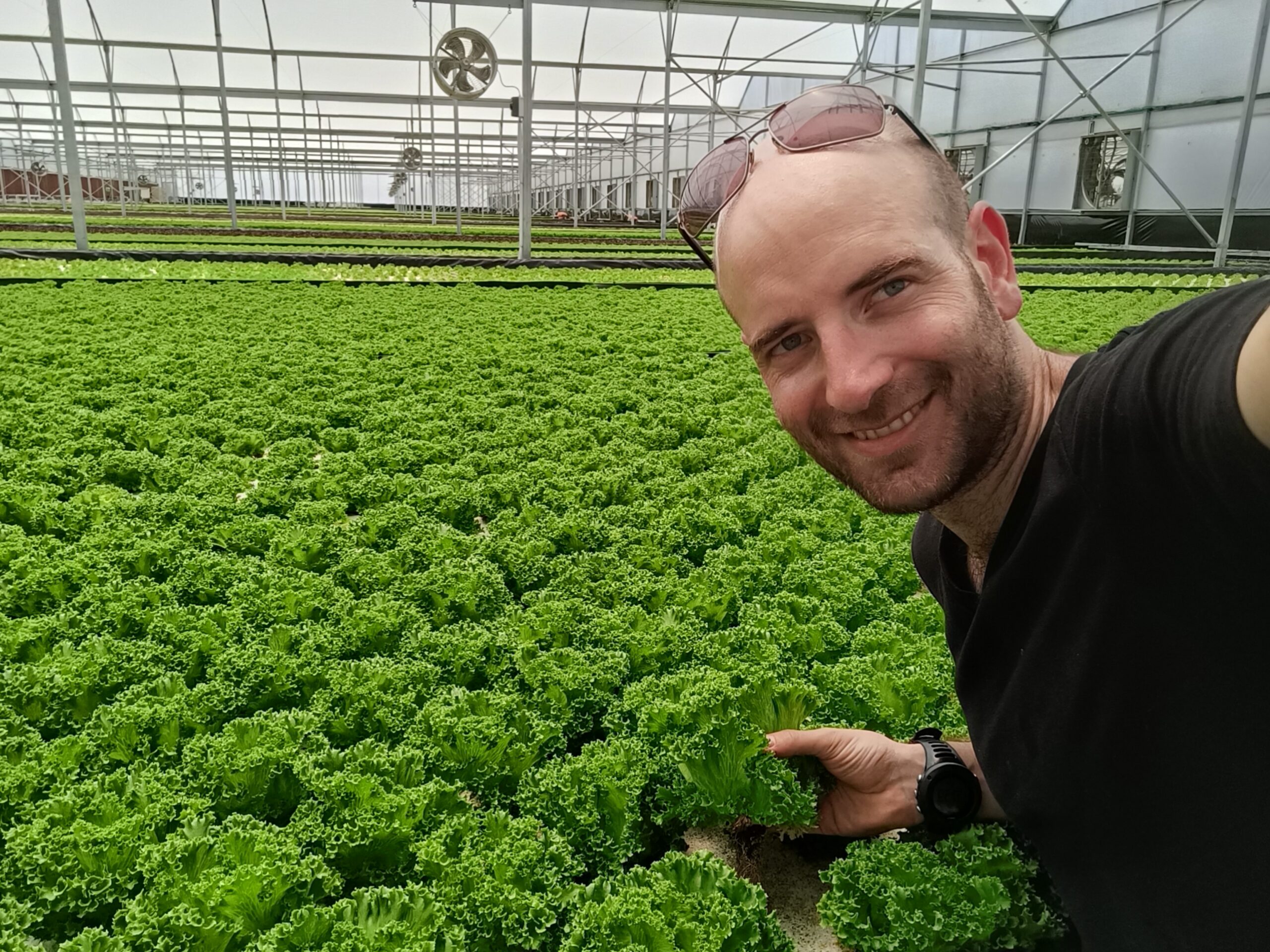 Commercial grower is happy after installed smart GrowDirector 3 PRO greenhouse automation