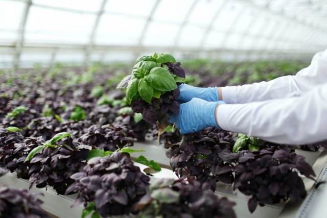 A grower harvesting fresh basil, a key example of profitable crops for business due to its high demand from restaurants.