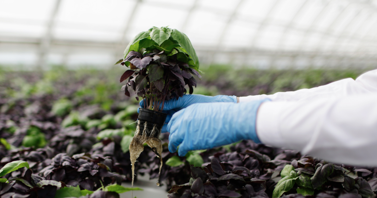 hydroponic water management gives a lot of possibilities for commercial growers.