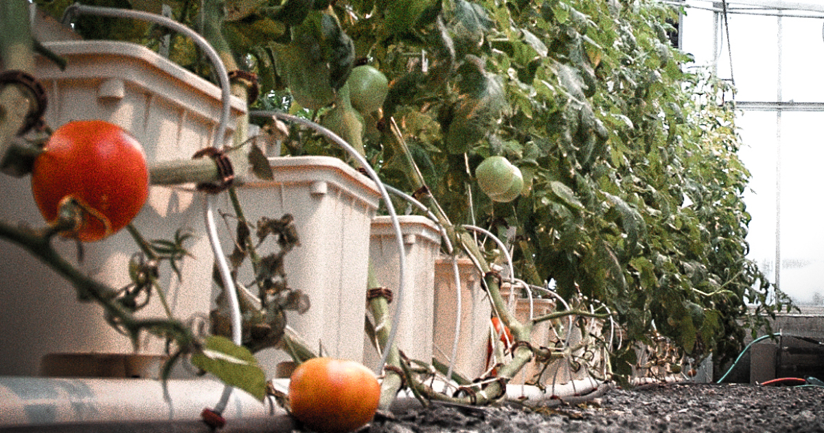Soilless tomato growing provide all year round harvesting