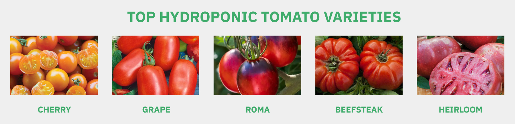 Here are some of the best tomato varieties for hydroponic systems.
