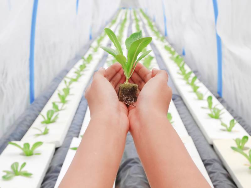 Beginner's guide to hydroponics present different types of available hydroponic systems