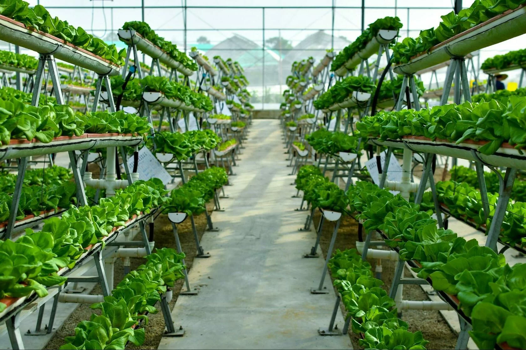 This image demonstrates a space-saving approach to wick hydroponics in commercial greenhouses. Plants are grown in vertical towers with wicks delivering hydroponic nutrients, maximizing the use of available space.