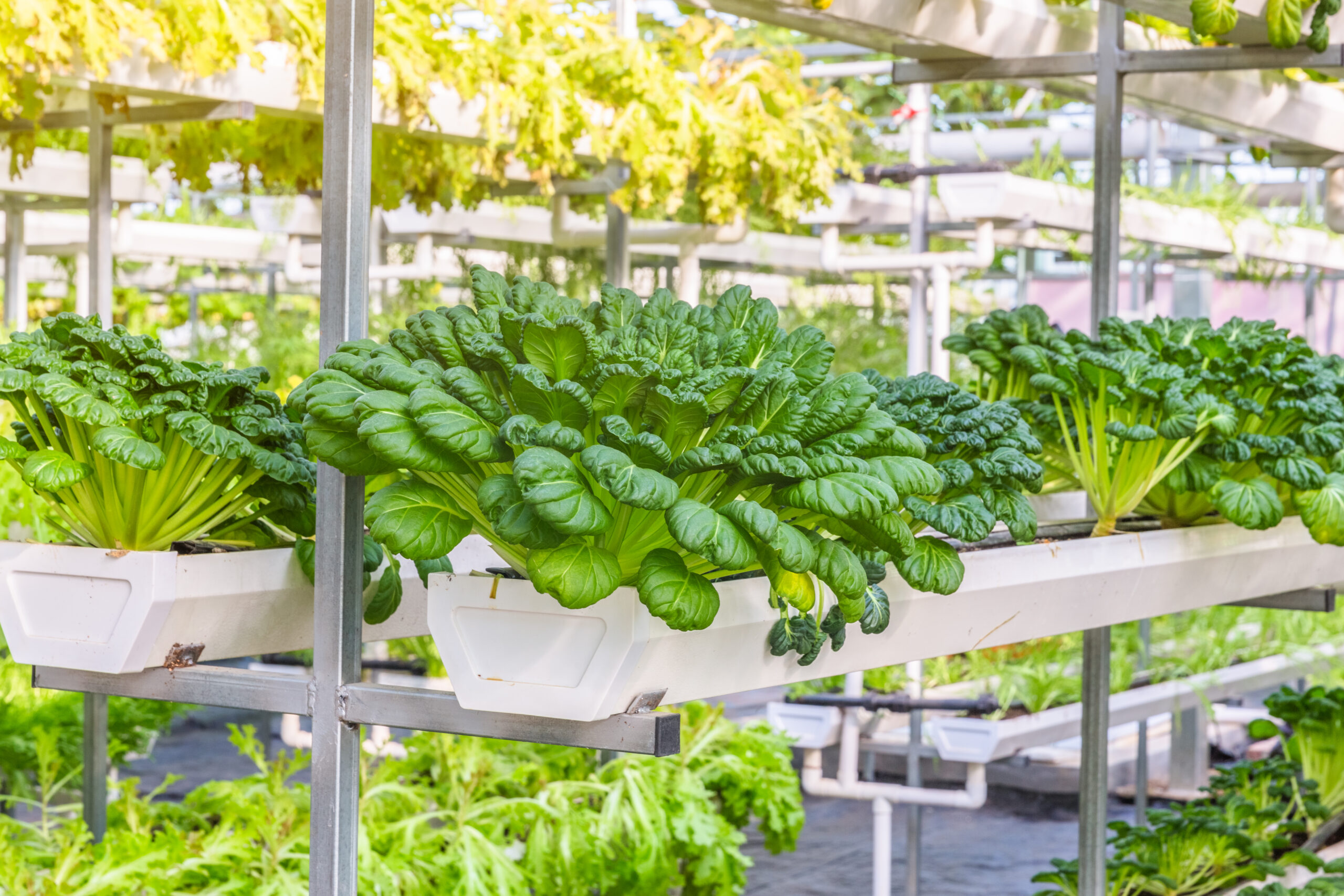 discover the different types of crop using Beginner's Guide to Hydroponics 