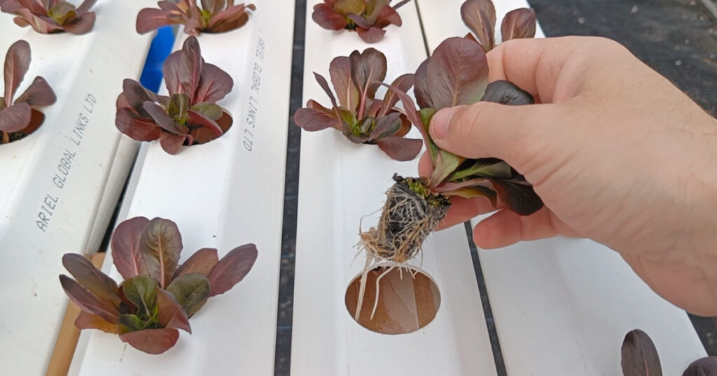 Healthy hydroponic lettuce roots absorbing a precisely balanced nutrient formula for peak performance.