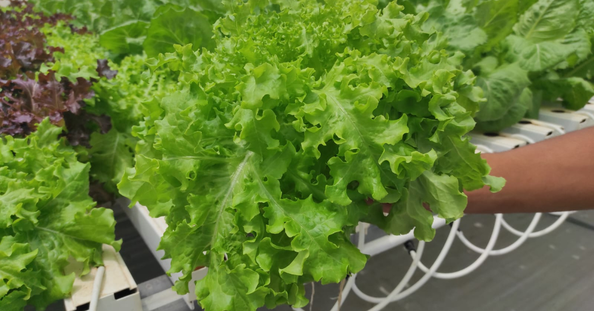 Crisp, vibrant hydroponic lettuce cultivated with optimal nutrients for exceptional growth.
