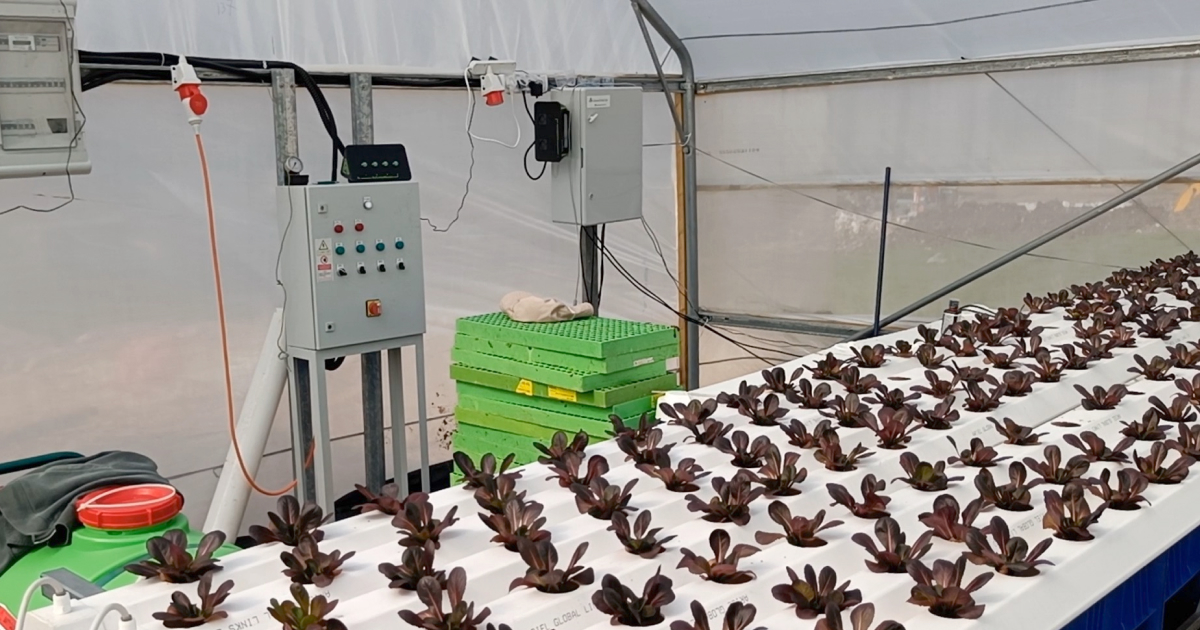 ine-tuning the art of hydroponic lettuce cultivation: precise nutrient management for flourishing lettuce.