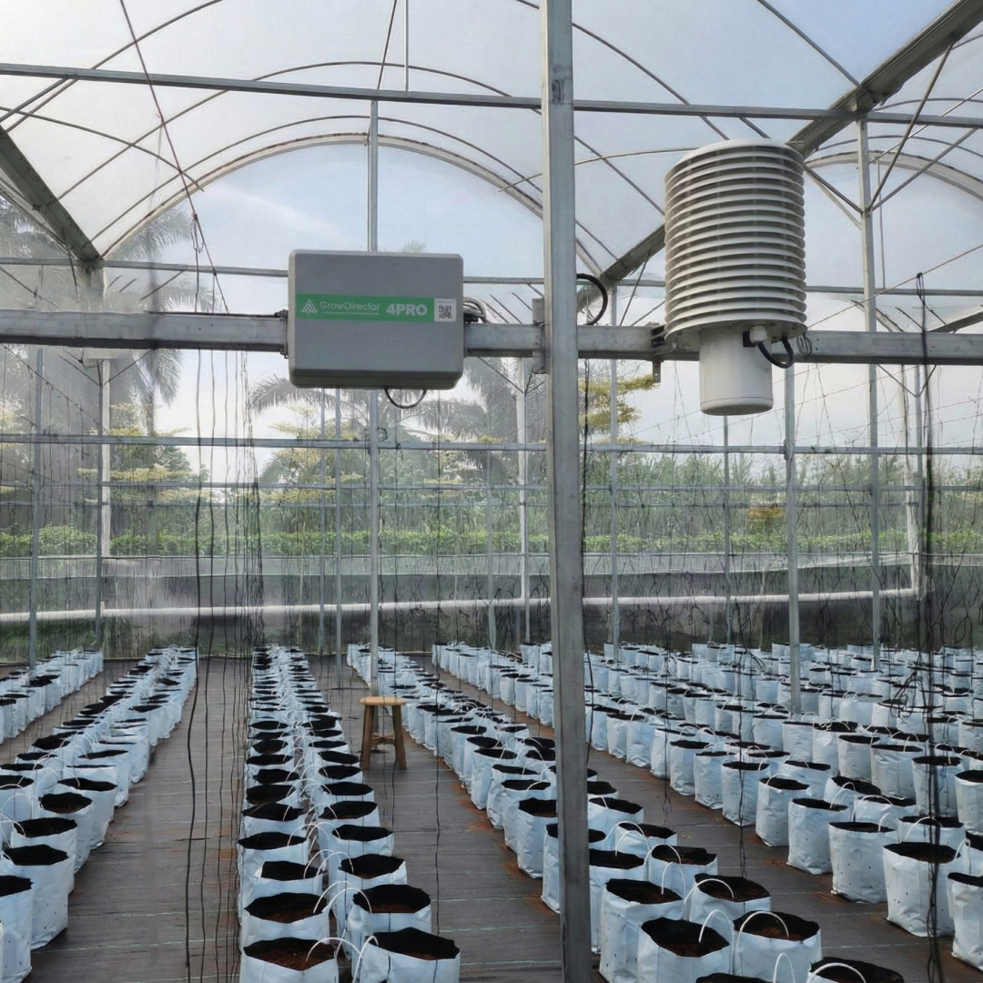 melon farm malaysia SensorDirector 1