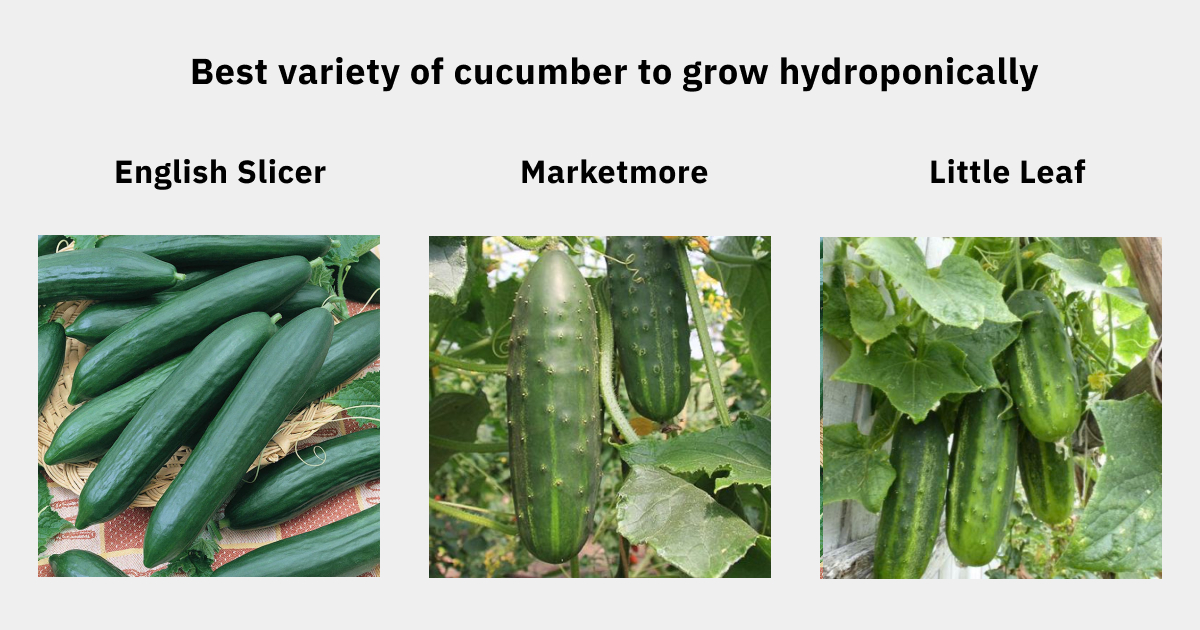 Best variety of hydro cucumbers to grow in hydroponic system