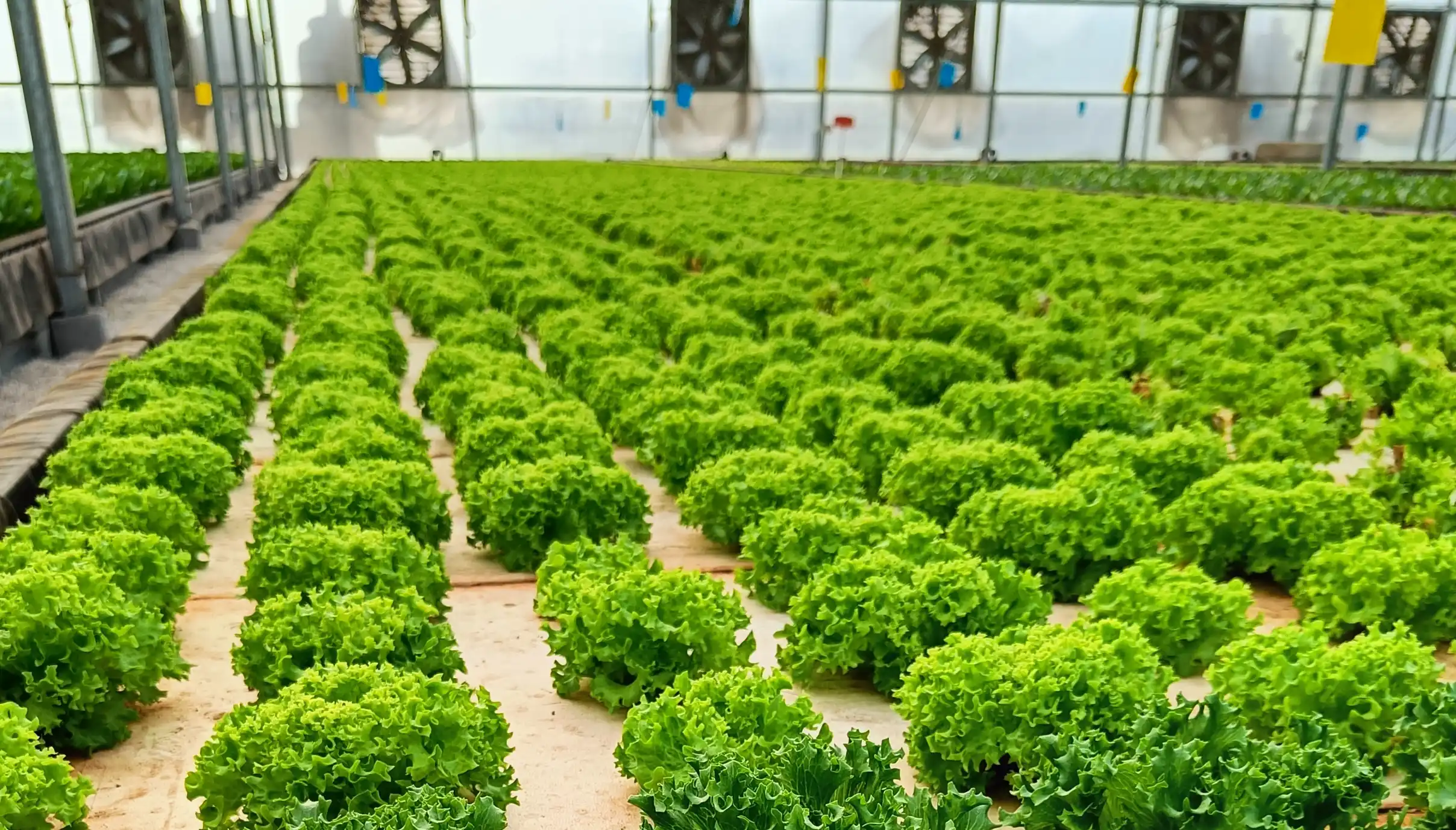A commercial grower inspecting 'living' lettuce, a premium product and a smart choice for profitable crops for business.