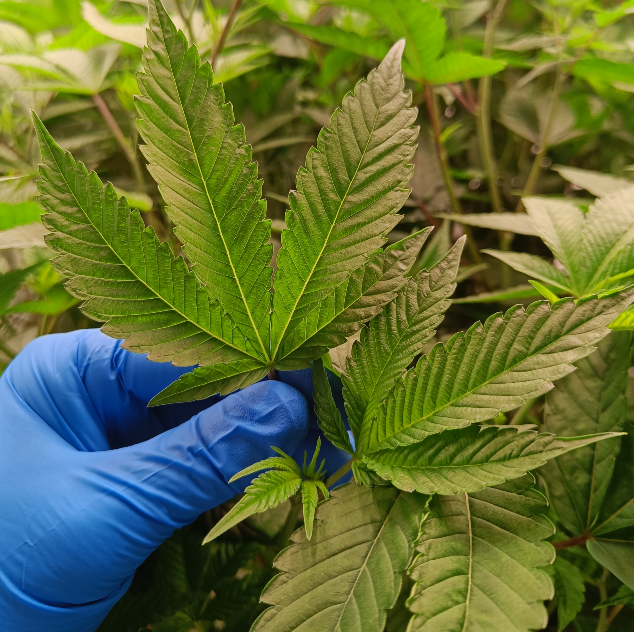 Healthy cannabis plants with lush foliage and flowering buds, thriving in a controlled indoor environment with optimized climate control