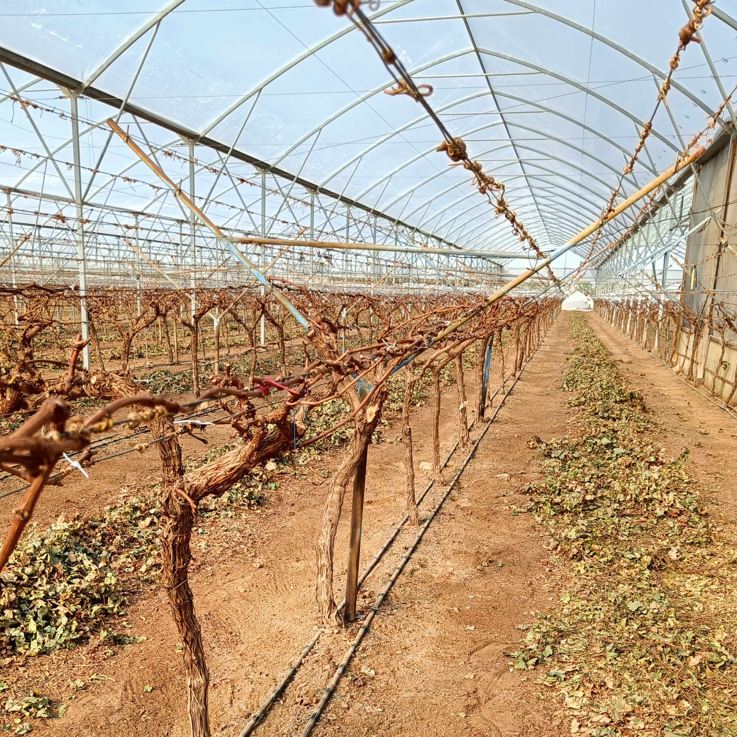 Automated side curtains closing in a grape farm greenhouse to provide shade and prevent leaf burn during intense sunlight, optimizing grapes cultivation.