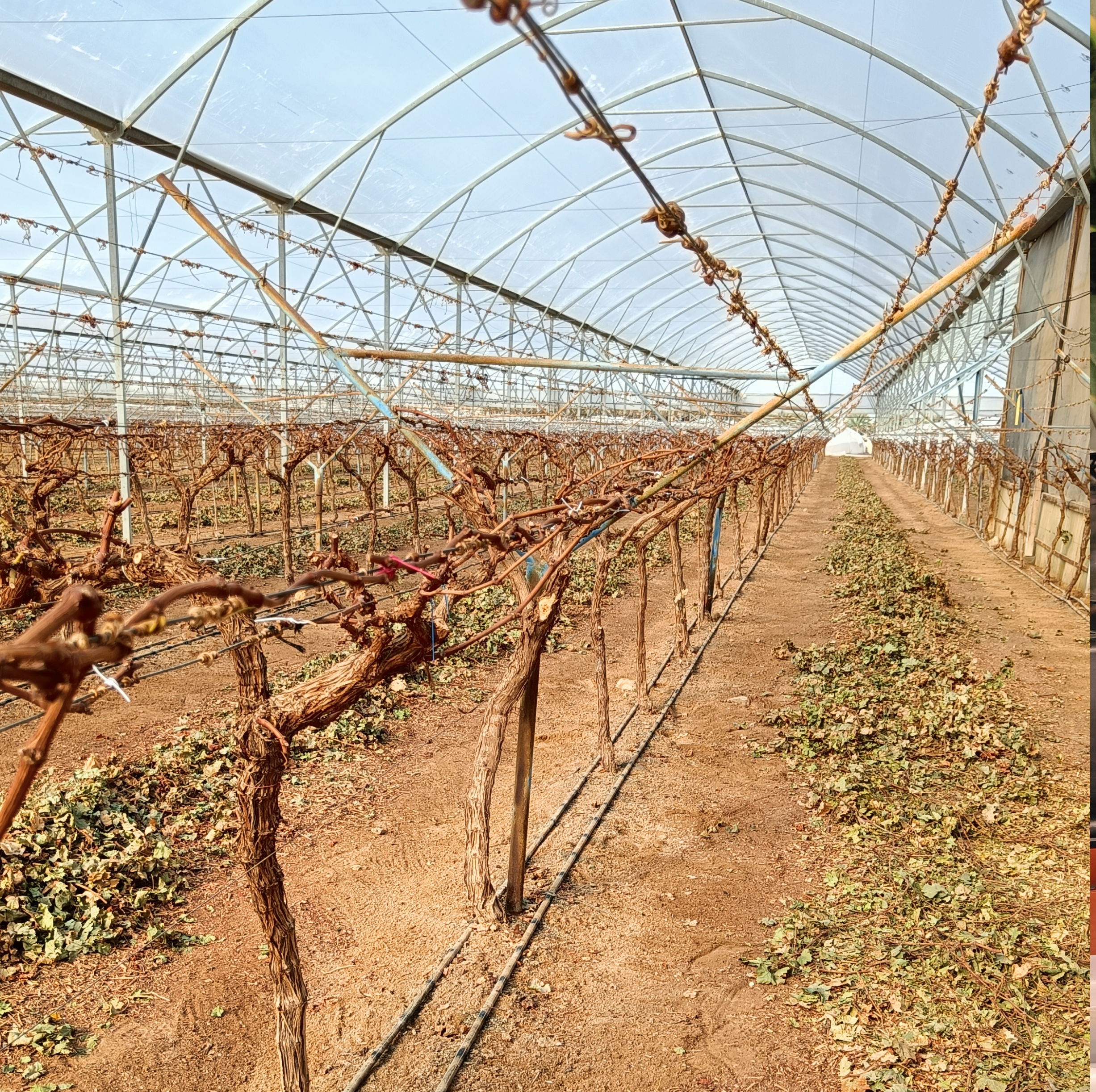 Automated side curtains closing in a grape farm greenhouse to provide shade and prevent leaf burn during intense sunlight, optimizing grapes cultivation.