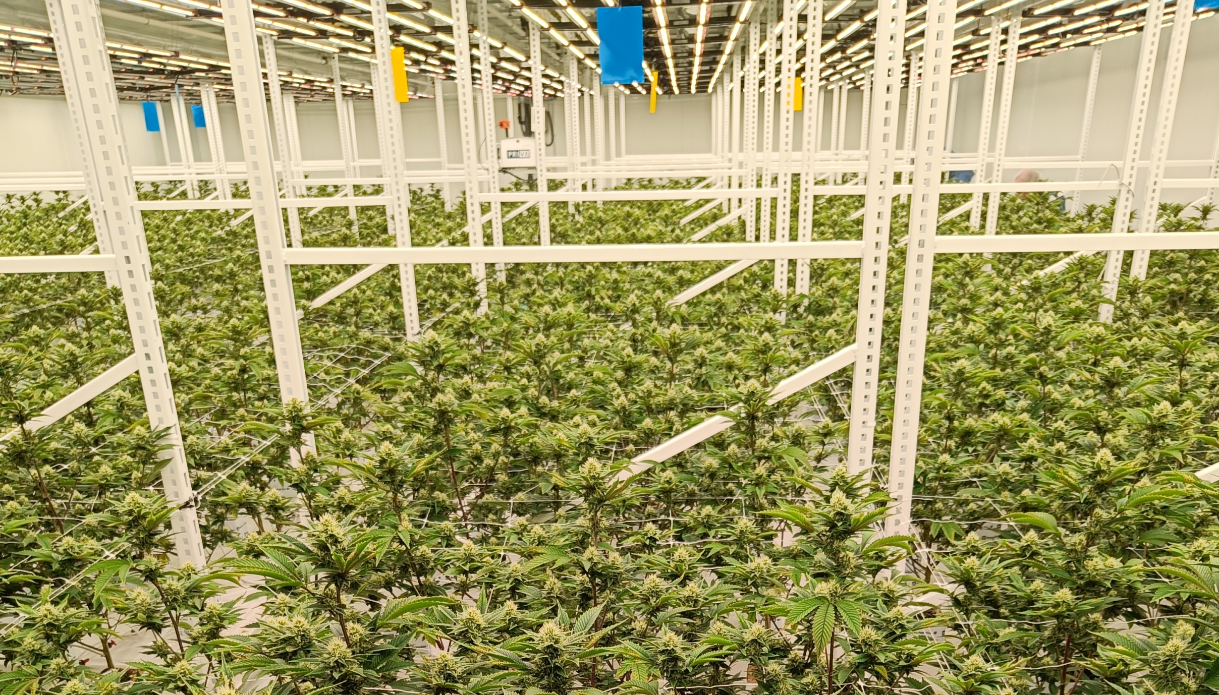 A healthy cannabis plant flourishing under controlled lighting, a high-value option when considering greenhouse crops for profit. 