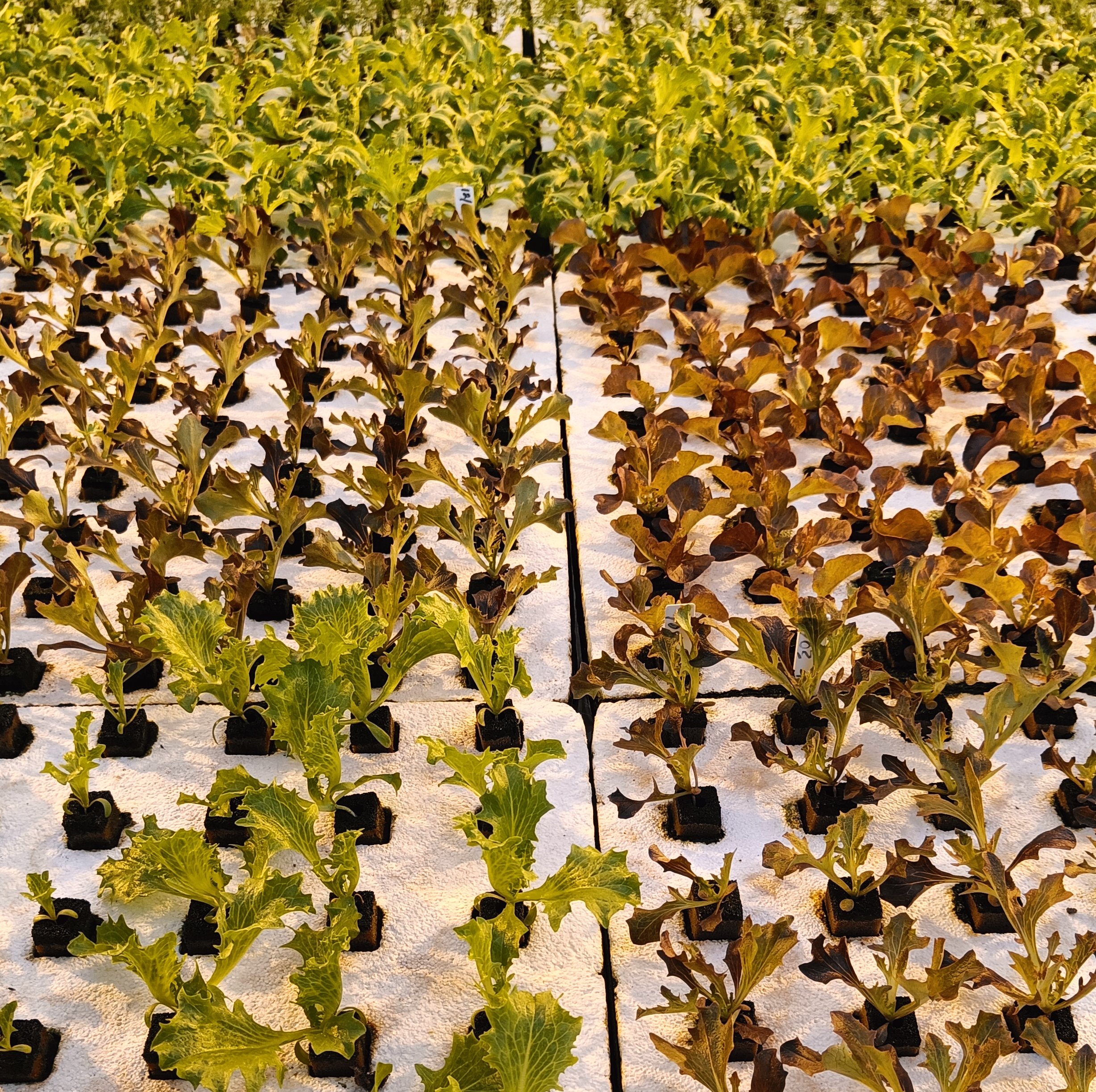 A detailed view of a deep water culture (DWC) hydroponic system, showing leafy greens thriving in a nutrient-rich solution with air stones providing oxygen.