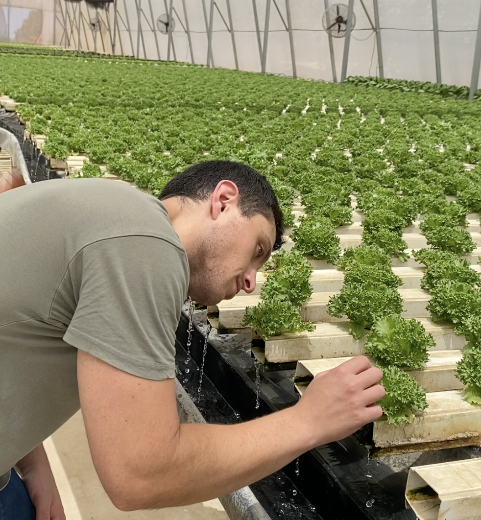 Experienced greenhouse grower's hands tending plants using traditional methods.
