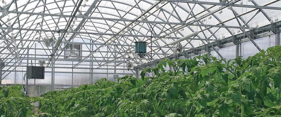 co2 generator for plants