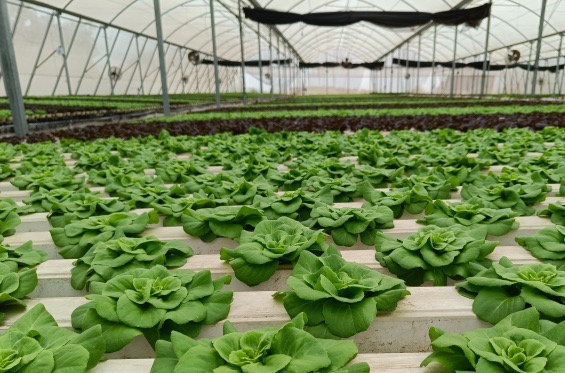 Commercial greenhouse with rows of healthy lettuce, thriving in advanced automated hydroponic systems for efficient large-scale production.