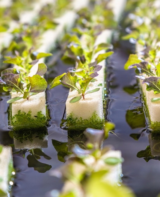 Young hydroponic seedlings growing in an optimized environment, showcasing the precise control of the best hydroponic automated system.